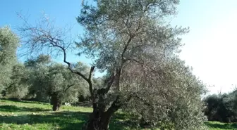 Zeytin Ağaçlarını Tehdit Eden Hastalığa Çare Aranıyor