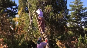 Kütahya'da Ehrami Karaçam Üretimi İçin Köylüler Kozalak Topladı