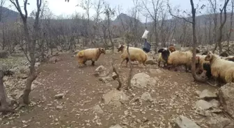 Sürü Lideri Olmak İsteyen Koçların Dövüşü