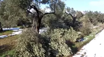 Fırtına ve Kar Zeytin Ağaçlarına Zarar Verdi