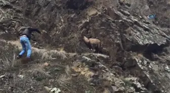 Artvin'de Vatandaşların Yaralı Dağ Keçisini Kurtarma Mücadelesi