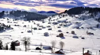 Mor Yayla, Beyaza Büründü