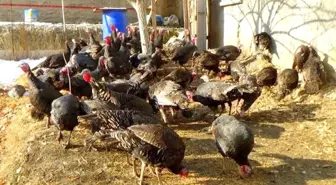 Hakkari'de Yılbaşı Hindileri Satışa Çıktı