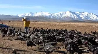 Van'da Yılbaşı Hindileri 130 Lira