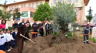 Anaokulu Bahçesine Asırlık Zeytin Ağacı
