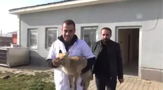 Tedavi Edilen Tilki Doğaya Salındı