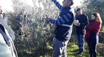 Manisa'da Zeytin Budama Eğitimi