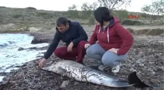 Muğla Dişi Yunusu Başından Vurdular