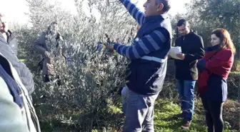 Salihli'de Üreticilere Zeytin Budama Eğitimi Verildi