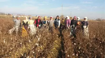 Tarlada Hemşire Bakım Hizmeti