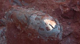 Çin'de 130 Milyon Yıllık Dinozor Yumurtası Bulundu