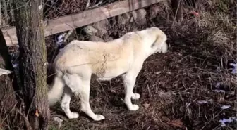 Kastamonu'daki Yangın - Çataloğlu Ailesinin Köpeği Bulundu