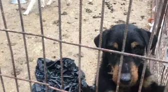 Kırklareli'de Köpeklerin Kötü Şartlarda Kaldığı Barınak Yıkıldı