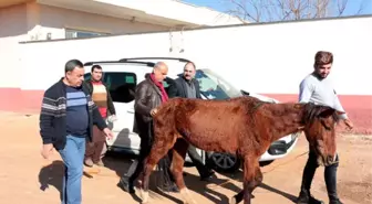 Sosyal Medyaya Yansıyan Sahipsiz Ata Şefkat Eli Uzandı