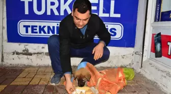 Üşüyen Yavru Köpeğe Şefkat