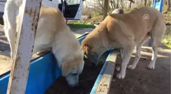 Kurtköy Patileri'Nin Mamaya Giden Yolu