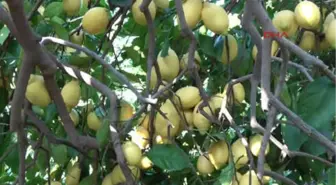 Mersin-Limon Üreticileri Teşvik Priminin Açıklanmasını Bekliyor