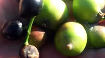 Kış Ortasında Ağaçlar Meyve Verdi