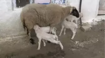 Muğla'da Bir Koyun Beşiz Yavruladı