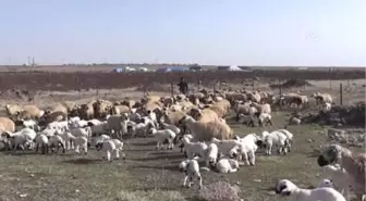 Şanlıurfalı Besicilerin Kuraklık Kaygısı