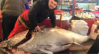 30 Yıllık Balıkçı, Ağına Takılan 523 Kiloluk Orkinosu Görünce Şok Oldu