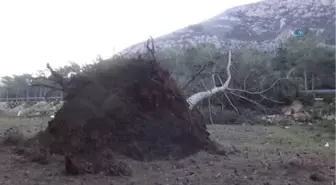 Mersin'de Fırtına Tırları Devirdi, Ağaçları Kökünden Söktü