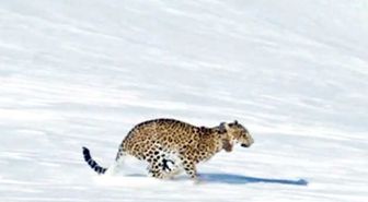 Putin'in Leoparı Ölü Bulundu
