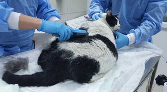 18 Kiloluk Obez Kedi Görenleri Hayrete Düşürdü