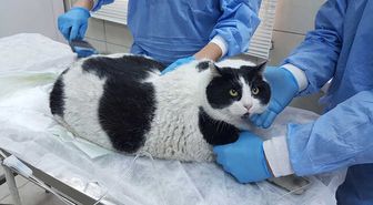 18 Kiloluk Kedi Görenleri Hayrete Düşürüyor