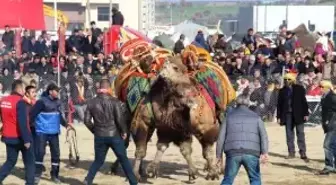 Çanakkale'de Deve Güreşleri Nefes Kesti