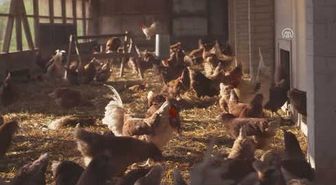 Fipronil Skandalı Belçika'ya Pahalıya Mal Oldu