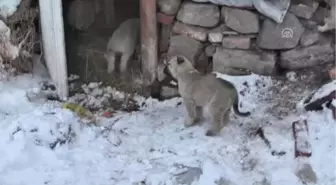 Miniklerden Sahipsiz Köpek ve Yavrularına Şefkat Eli