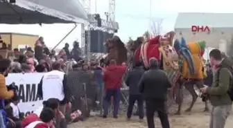 Çanakkale-Çanakkale'de Deve Güreşlerinde Büyük Çekişme
