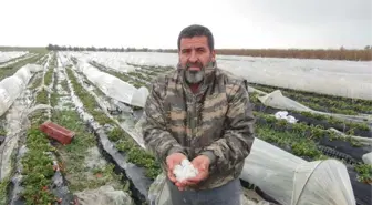 Mersin'de Dolu, Sera ve Bahçelere Zarar Verdi