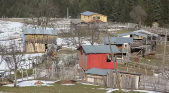 Artvin'de Ayılar Aç Kalınca Yayla Evlerine Saldırdı