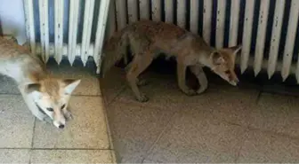 Aç Kalan Tilki Karayolları Danışmanlık Binasına Girdi