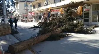 Denizli'de Fırtına Ağaçları Yerinden Söktü, İşyerlerinin Tentelerini Devirdi