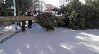 Fırtına Ağaçları Yerinden Söktü, İşyerlerinin Tentelerini Devirdi