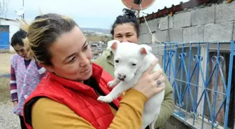 Kamyonetle Sürüklenerek Öldürülen Köpeğin Yavrusu Yürekleri Burktu