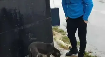 Aç Kalan Sokak Köpeklerini Kavurma ile Doyurdu Battaniye ile Isıttılar