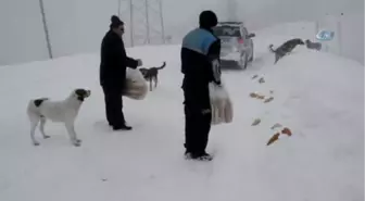 Karda Hayvanlar Ölmesin Diye Ekmek ve Yem Veriliyor