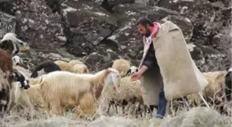 Çobana 'Sigorta Primi Desteği' Önerisi