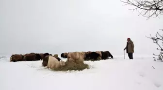 Devrilen Tır Nedeniyle Ağrı-İran Karayolu Bir Süre Ulaşıma Kapandı