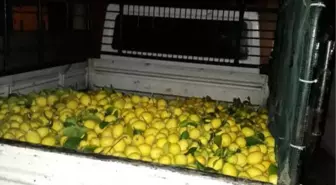 1 Ton Limon Çaldılar