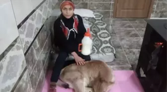 Buzağısı Sağlığına Kavuşan Hamdu Sena Mutluluğunu Babasının Çektiği Video ile Paylaştı