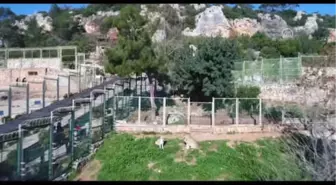 Antalya'nın Aslan Eto'o'su Baba Oluyor