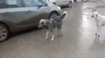 Malazgirt'te 'Kalbimiz Sokakta Atıyor' Projesi