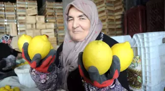 Limon Değerleneceği Güne Kadar 'Yatağa' Giriyor
