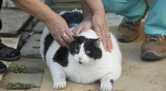 18 Kiloluk Kedi Tombalak'ı Zayıflatmak İçin Seferber Oldular