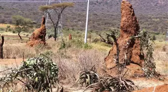 Etiyopya'daki Karınca Gökdelenleri Turistleri Büyülüyor